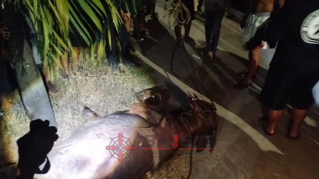 Kerbau Kurban di Kudus Lepas dan Mengamuk Dijalan Seruduk 2 Pemotor, Berhasil Dilumpuhkan Petugas